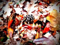 A természet iskolája – Séta az őszi&nbsp;erdőben