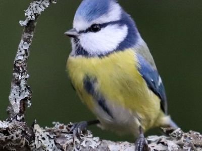 “Kis teste hangtalan vacog.” –&nbsp;Madáretetésről